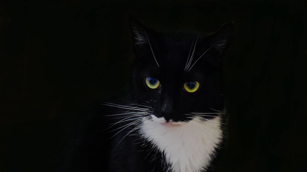 探索神秘黑猫世界，高清4K宠物壁纸，3840x2160分辨率，一瞥即爱，快来下载！