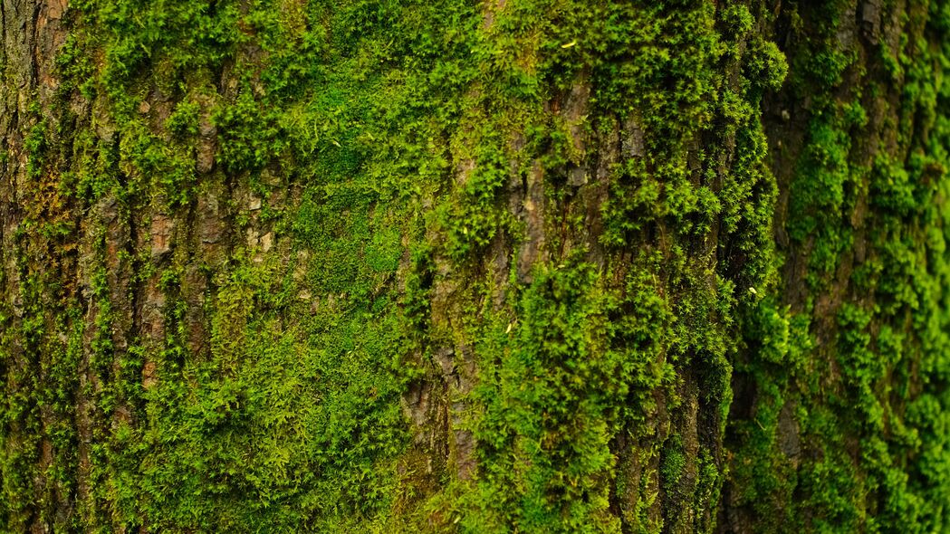 树纹苔藓4K高清壁纸，精美树皮纹理，3840x2160超高清背景图片免费下载