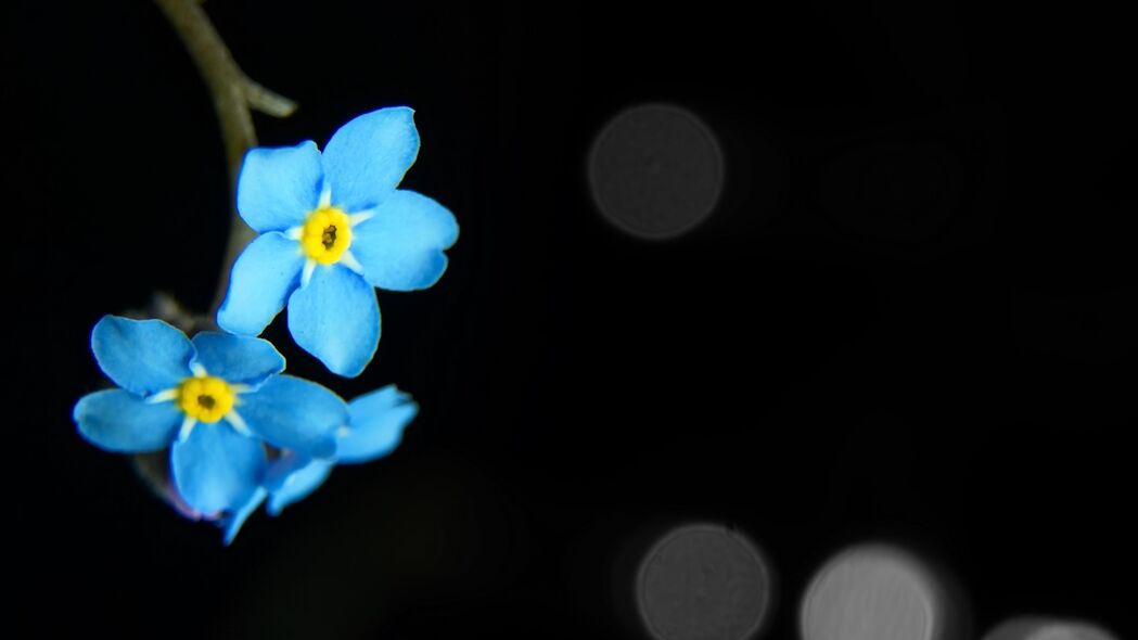 绝美蓝色花朵花瓣宏观4K壁纸，高清3840x2160分辨率，畅享自然之美