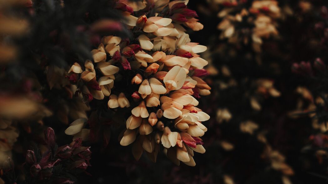 4K高清壁纸，绚丽花灌木，绝美开花瞬间，3840x2160分辨率，尽享视觉盛宴！