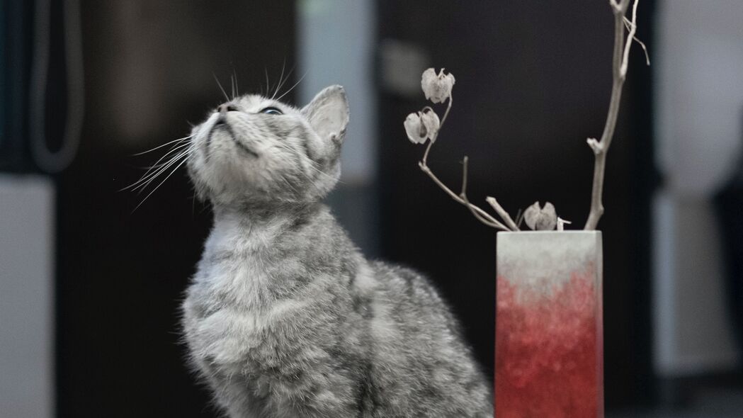 萌猫蜡烛瞬间，超高清4K可爱宠物壁纸，3840x2160分辨率，一键下载！