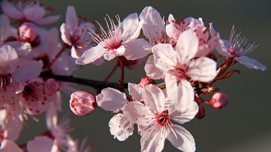 樱花盛开之美，粉红色花瓣与树枝交织的宏观4K壁纸，3840x2160高清下载