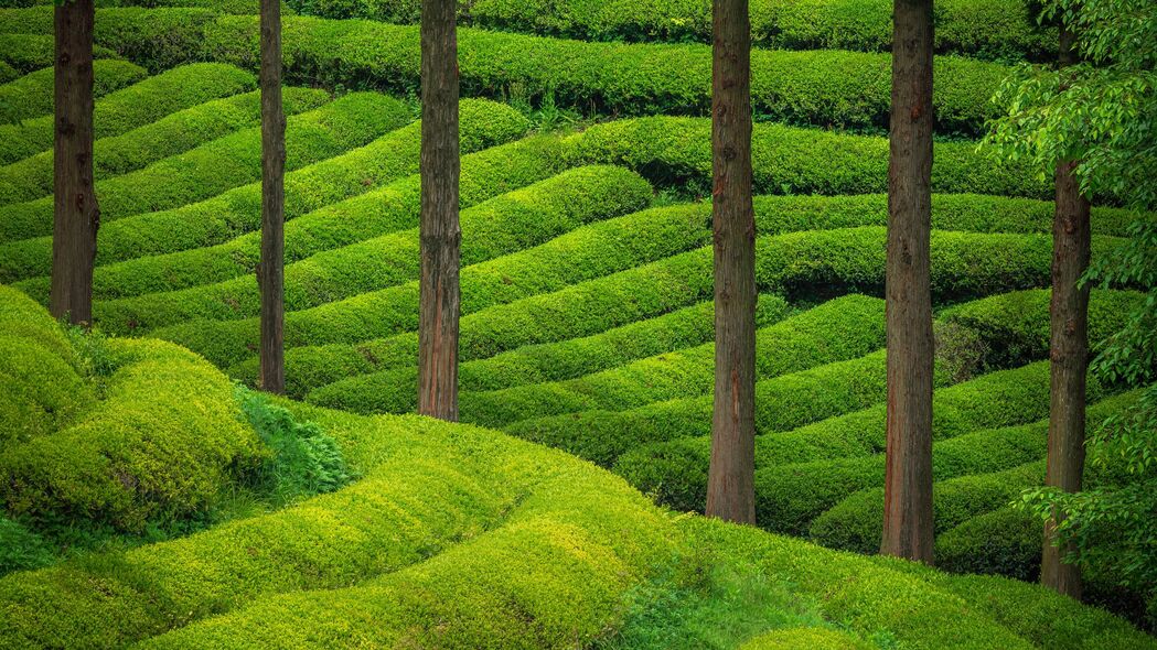 树木丘陵种植园美景，4K高清绿色壁纸，3840x2160分辨率，免费下载