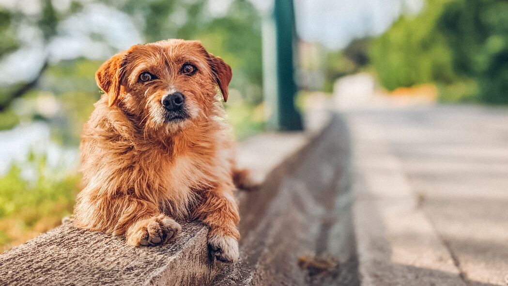 萌犬瞬间，精选可爱狗狗4K高清壁纸，3840x2160分辨率，一键下载！