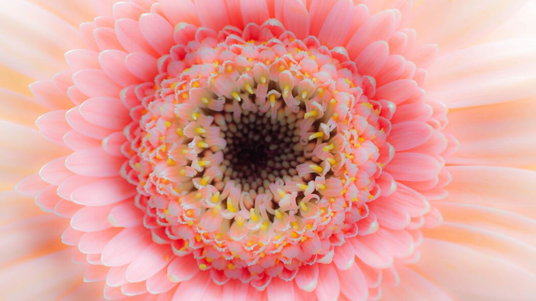 精致粉红花瓣，宏观美景尽收眼底！4K超高清壁纸，3840x2160分辨率，免费下载！