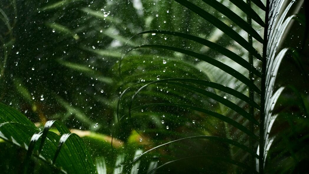 热带雨滴润树叶，宏观美景尽收眼底——4K高清壁纸，3840x2160分辨率下载