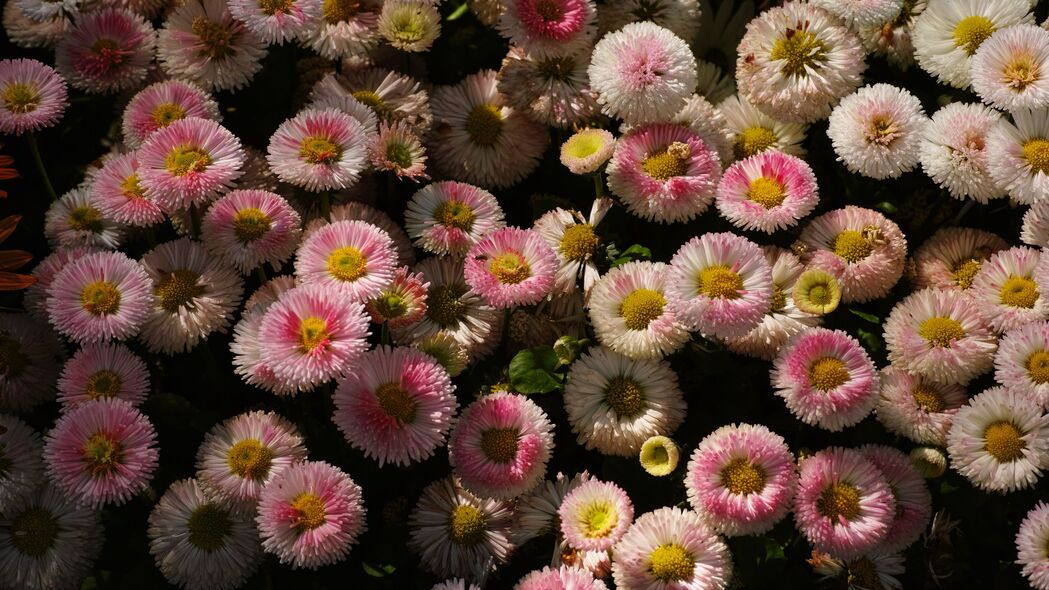 【惊艳绝美】高清4K雏菊花卉壁纸，3840x2160超清分辨率，植物元素装点你的桌面背景！