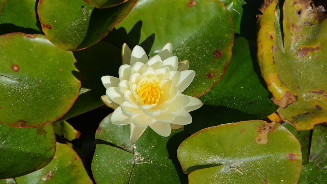 高清4K莲花壁纸，纯净白色开花盛景，3840x2160超高清背景图片下载