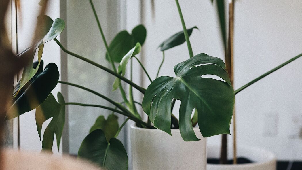 Monstera室内植物，精选4K高清壁纸，3840x2160分辨率，优雅花盆设计背景图片，一键下载