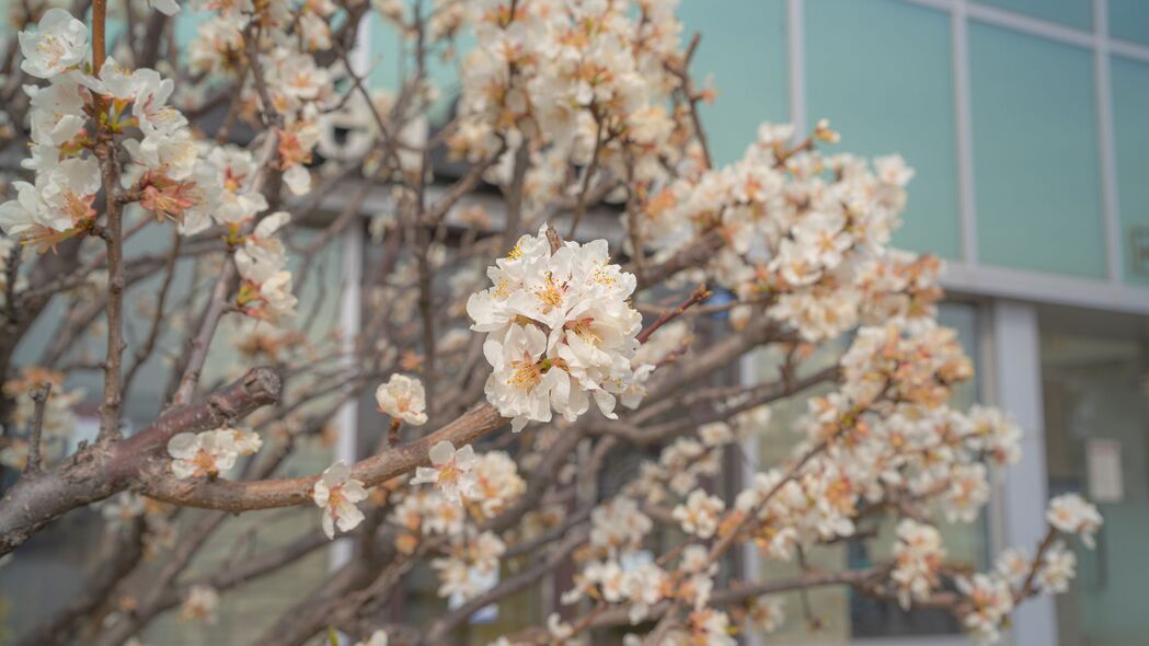 春日樱花盛景，高清4K美学壁纸，树枝花瓣细腻呈现，3840x2160超高清下载