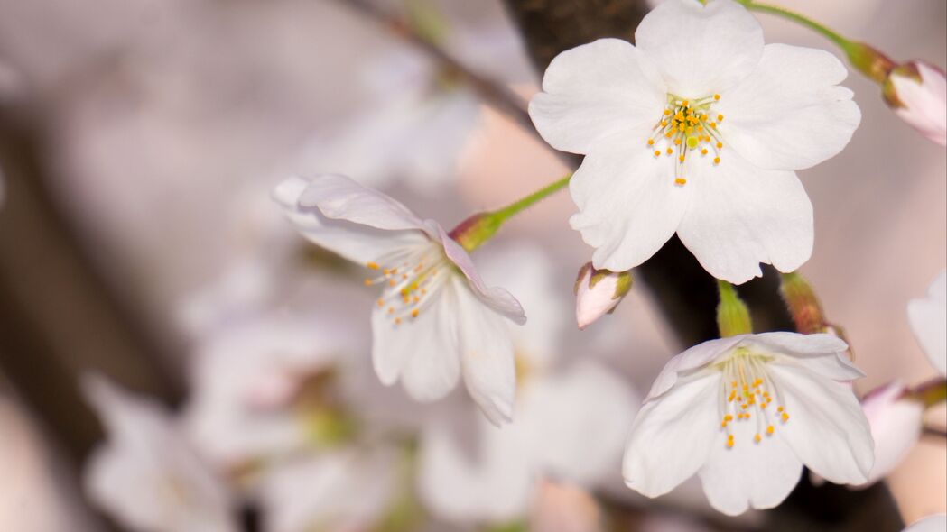 春日苹果树盛景，花瓣绽放，树枝舒展，高清4K壁纸（3840x2160）