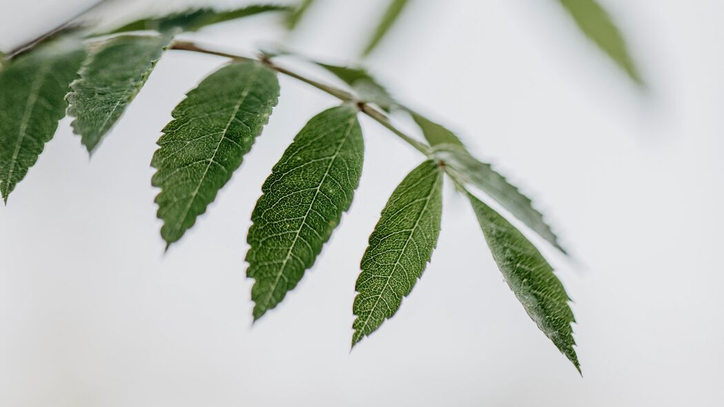 叶子茎宏细节，高清4K白色绿色背景壁纸，3840x2160超清分辨率，免费下载