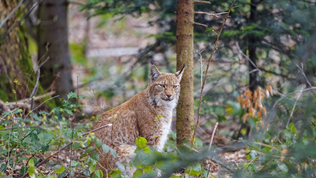 山猫捕食者猎食瞬间，森林深处的野生之美——4K高清壁纸（3840x2160）