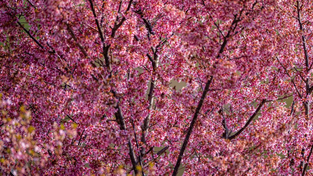 春天粉红花海，超高清4K壁纸，树枝轻拂，细腻入眼，3840x2160分辨率，一键下载！