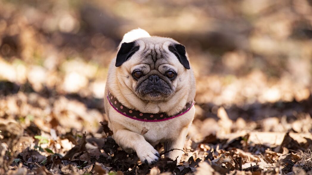 秋季树叶背景下的可爱Pug犬，高清4K宠物壁纸（3840x2160分辨率）免费下载