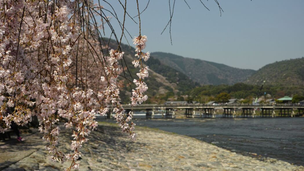 4K高清海岸河流枝花风景壁纸，3840x2160超高清下载