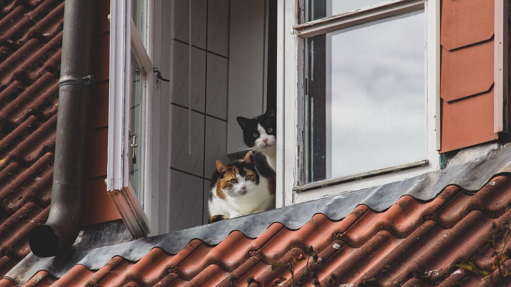 高清4K动物壁纸，3840x2160超清大图，宠物猫观赏新选择