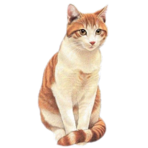 中华田园猫PNG透明图片，高清动植物元素，设计素材免费下载