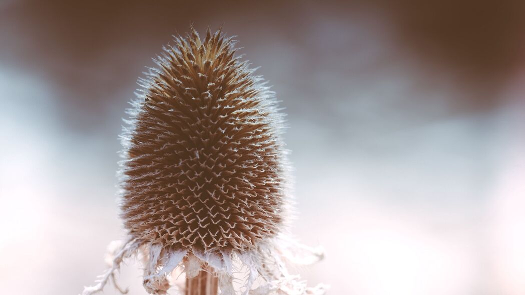 植物干燥纹理，高清4K宏观壁纸，3840x2160超清背景图片，一键下载