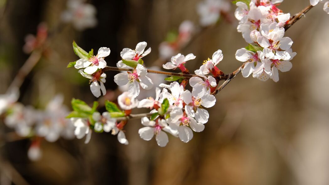 春季苹果花盛开，宏美树枝绽放白色魅力——高清4K壁纸（3840x2160）免费下载