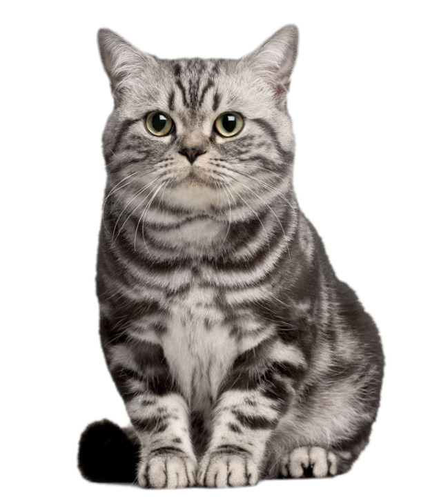 狸花猫可爱萌宠，高清PNG透明图片，动植物元素动物设计素材，免费下载