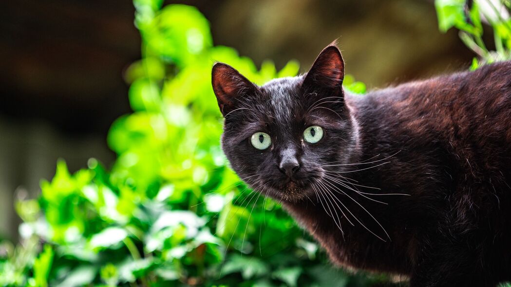 精选猫科动物4K超清壁纸，一瞥惊艳，3840x2160高清下载