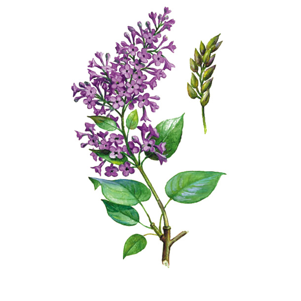 手绘紫丁香插画PNG素材，高清透明动植物元素，免费下载设计资源