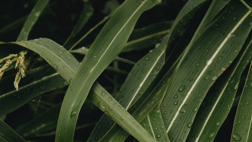 叶子植物水滴绿色宏观美景，超高清4K壁纸，3840x2160分辨率，绿色自然背景图片，一键下载！