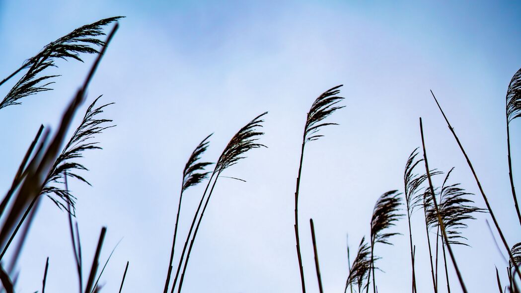 芦苇摇曳，绿草如茵，天空辽阔——绝美4K自然风景壁纸（3840x2160高清下载）