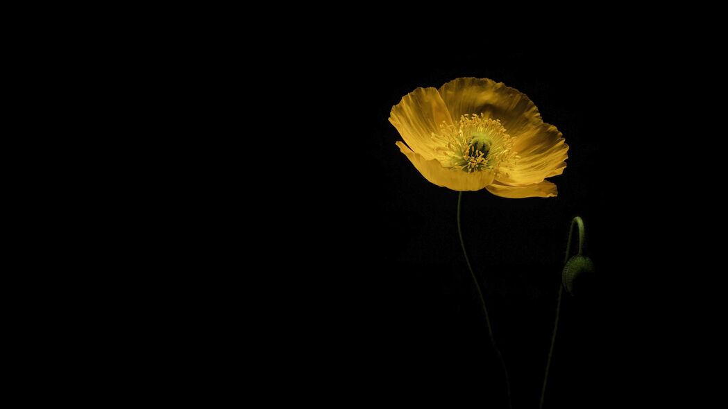 罂粟花高清壁纸，深色黄色花瓣绽放，4K超清3840x2160背景图片免费下载