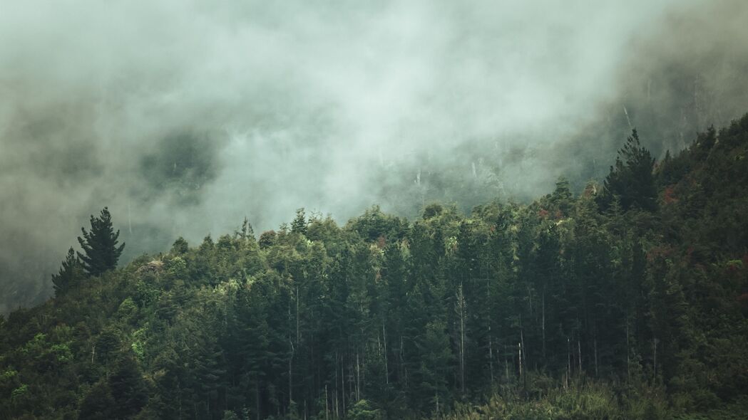 森林密语，树木掩映下的自然雾景，超清4K壁纸，3840x2160极致体验，一键下载