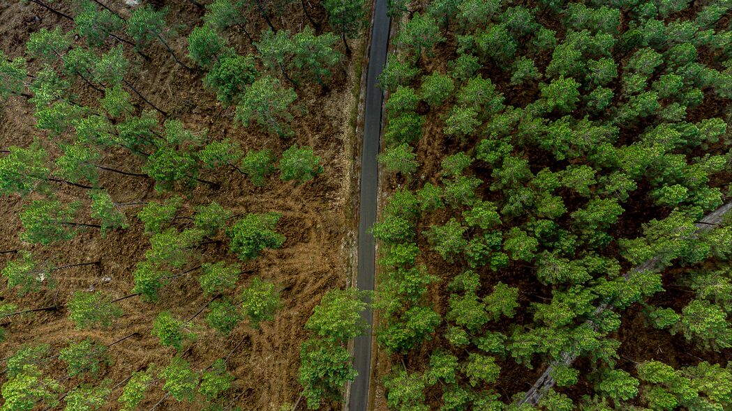 高清森林鸟瞰图，4K自然树木道路壁纸，3840x2160分辨率免费下载