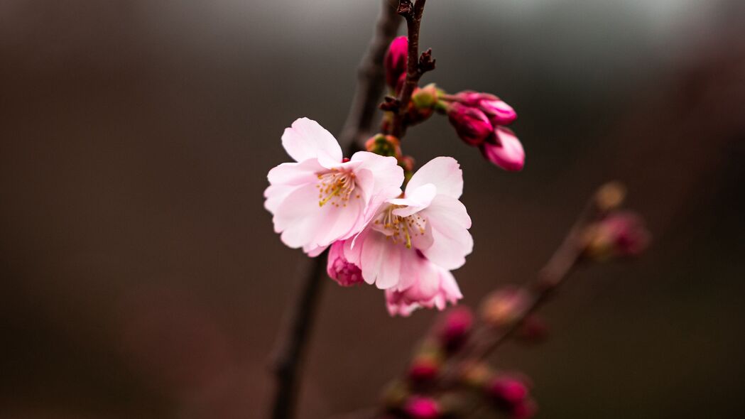 樱花树枝花朵美景，超高清4K壁纸，3840x2160分辨率，宏观视角，自然之美尽在眼前！