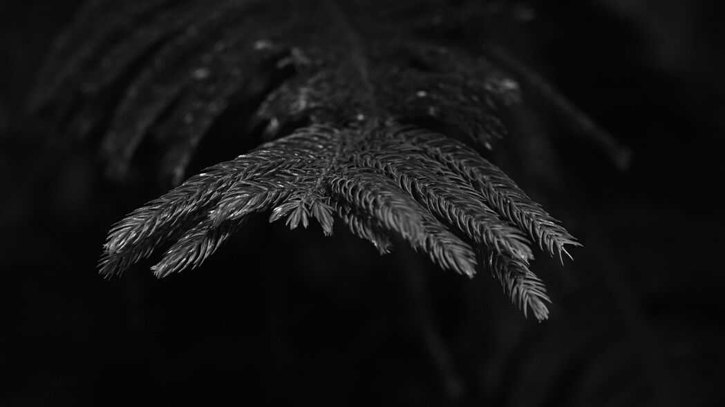 高清4K云杉树枝针状植物黑白壁纸 - 3840x2160分辨率，精美背景图片下载