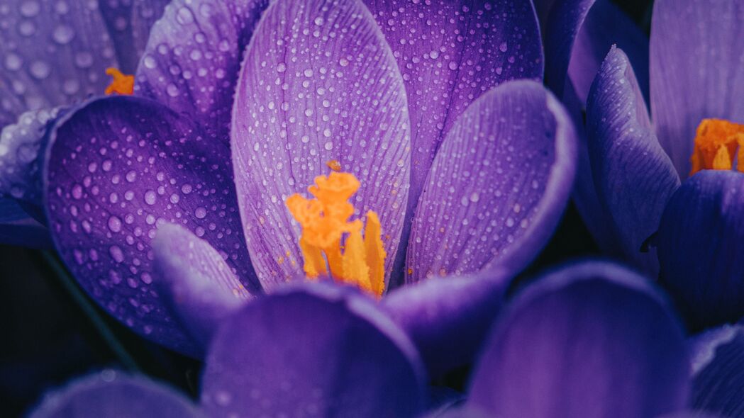 紫色番红花水滴湿润之美，超清4K宏观壁纸，3840x2160高清下载