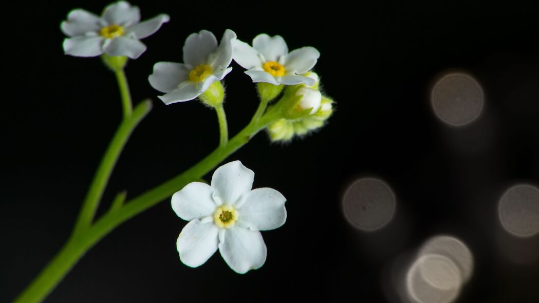 高清白色花瓣茎部4K壁纸，散焦宏观美景，3840x2160分辨率，尽享视觉盛宴！