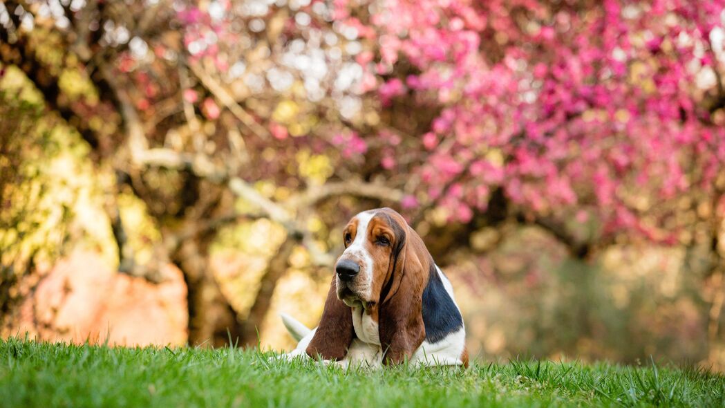 对超清低音猎犬与樱花树美景，3840x2160 4K高清宠物壁纸下载