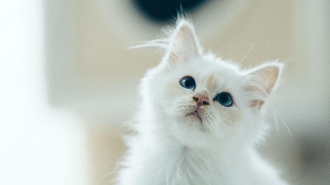可爱白色蓬松小猫4K高清壁纸，宠物一瞥，精美3840x2160分辨率，免费下载