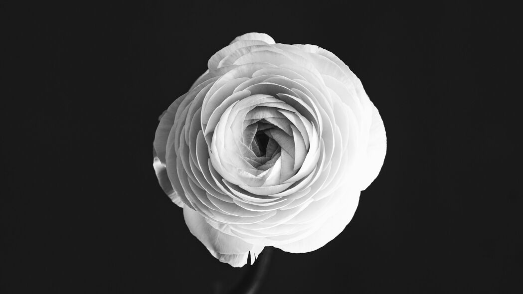 4K高清壁纸，黑白玫瑰花瓣花瓶，精美3840x2160分辨率下载