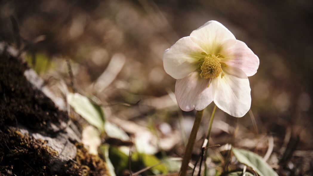 Hellebore白花绝美绽放，高清4K壁纸，3840x2160分辨率，一键下载