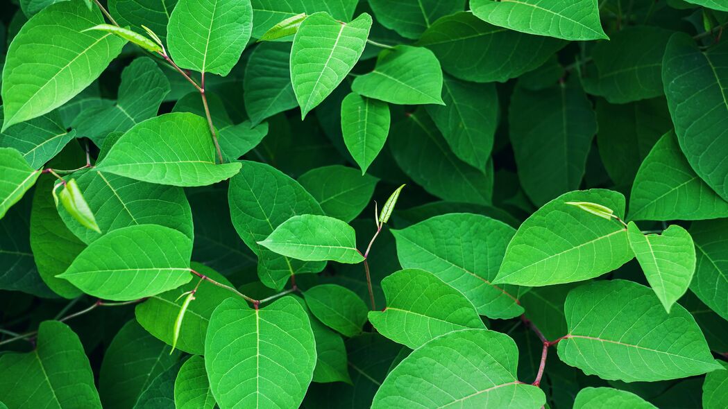 树叶树枝绿色生态，高清4K植物壁纸，3840x2160分辨率背景图片免费下载