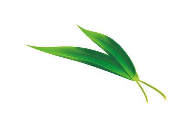 竹叶PNG透明图，高清装饰元素，植物设计素材下载