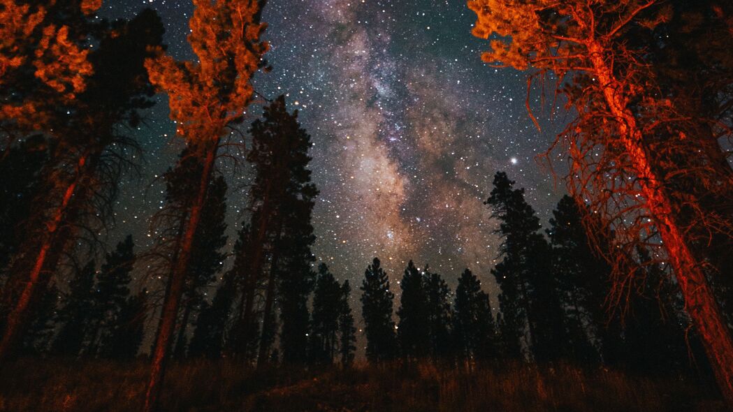 星空之树，深邃夜晚4K壁纸，自然美景高清呈现，3840x2160分辨率下载