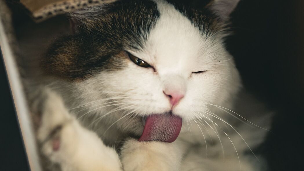 萌猫来袭！舌头俏皮，毛发蓬松，超可爱！精选4K高清壁纸，3840x2160分辨率，盒子装不下它的萌！快来下载吧！
