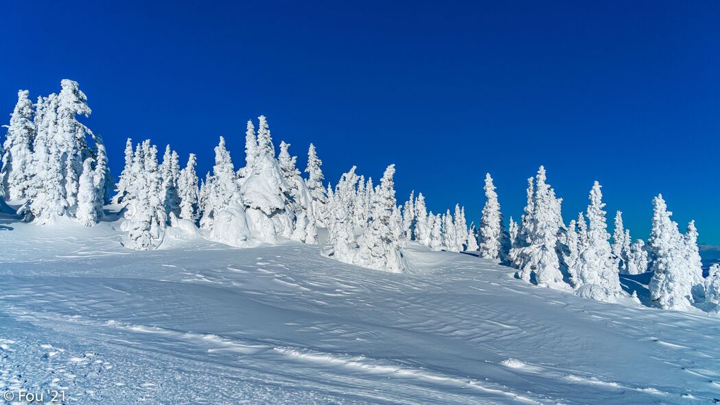 冬日雪景，高清4K树木风景壁纸，3840x2160分辨率，尽享冬日之美
