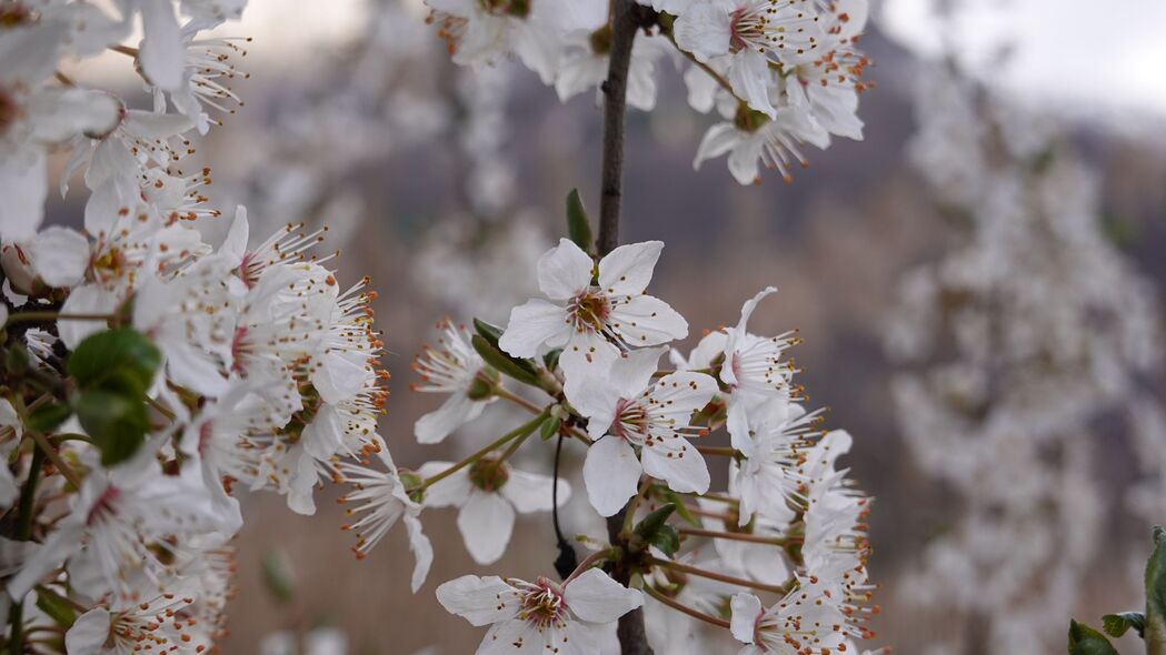 春之绽放，纯白樱桃花瓣，树枝轻舞，高清4K壁纸（3840x2160）免费下载