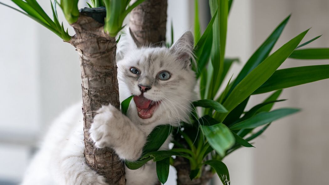 高清酷猫壁纸，蓬松宠物，与植物共舞，4K极致体验！3840x2160超清下载