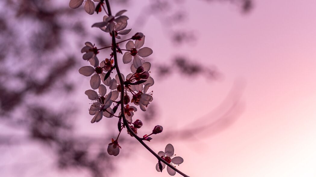 春天樱花樱桃盛开，树枝繁花似锦——高清4K壁纸（3840x2160）免费下载