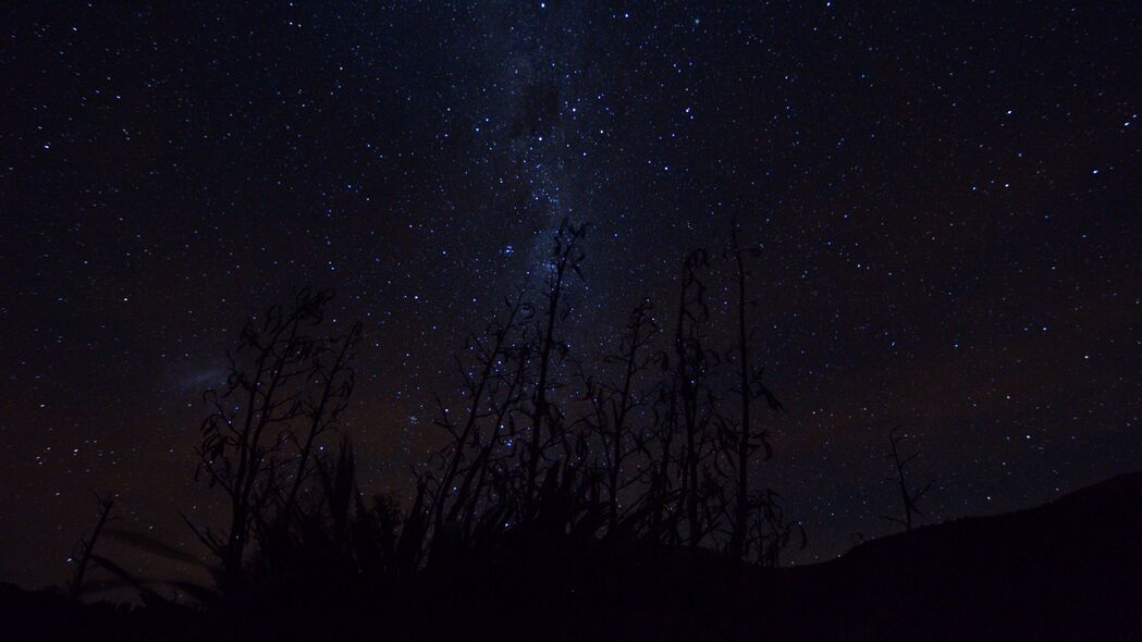 银河星辰，植物剪影点缀的深色夜晚——4K高清壁纸，3840x2160分辨率，免费下载