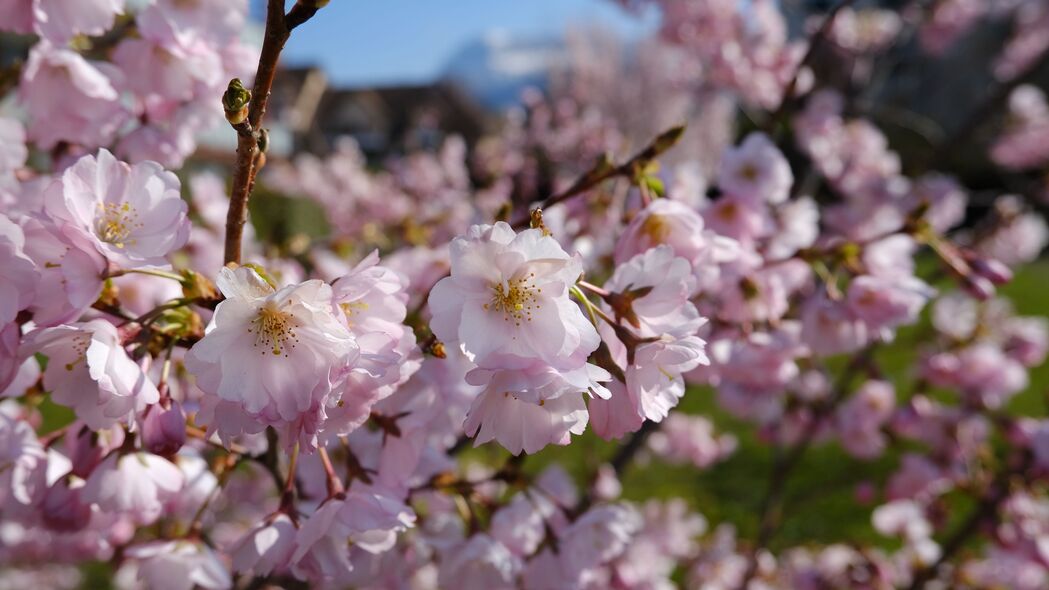 春日樱花盛宴，高清4K宏观视角，树枝花朵花瓣绝美壁纸，3840x2160分辨率，免费下载